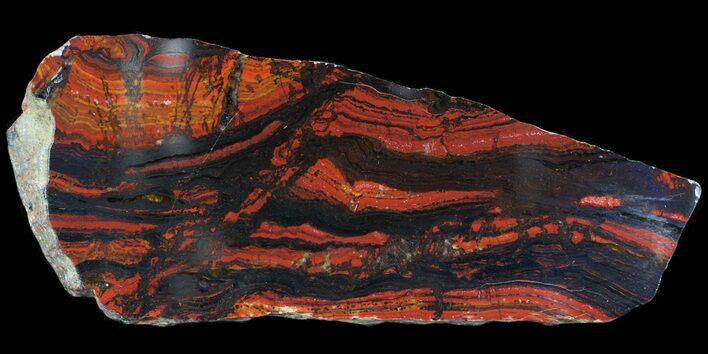Polished Tiger Iron Stromatolite - ( Billion Years) #65541